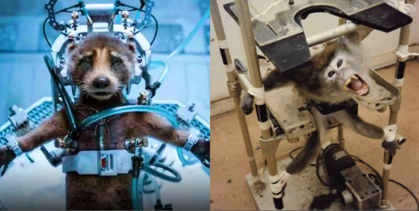 "Film capolavoro sui diritti degli animali": la Peta premia James Gunn per I Guardiani della galassia